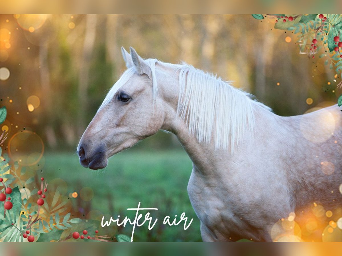 PRE Jument 5 Ans 155 cm Palomino in La Vespière-Friardel