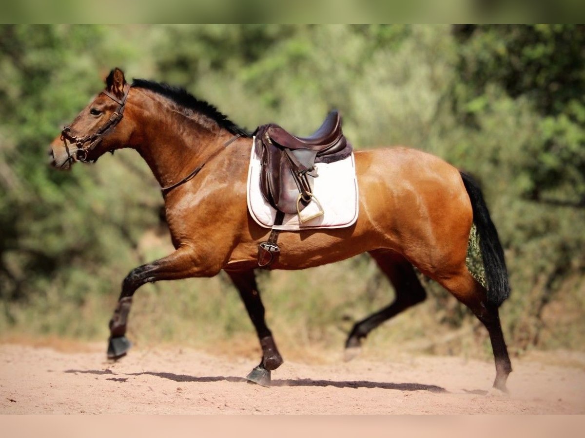 PRE Croisé Jument 5 Ans 160 cm Bai in Valencia