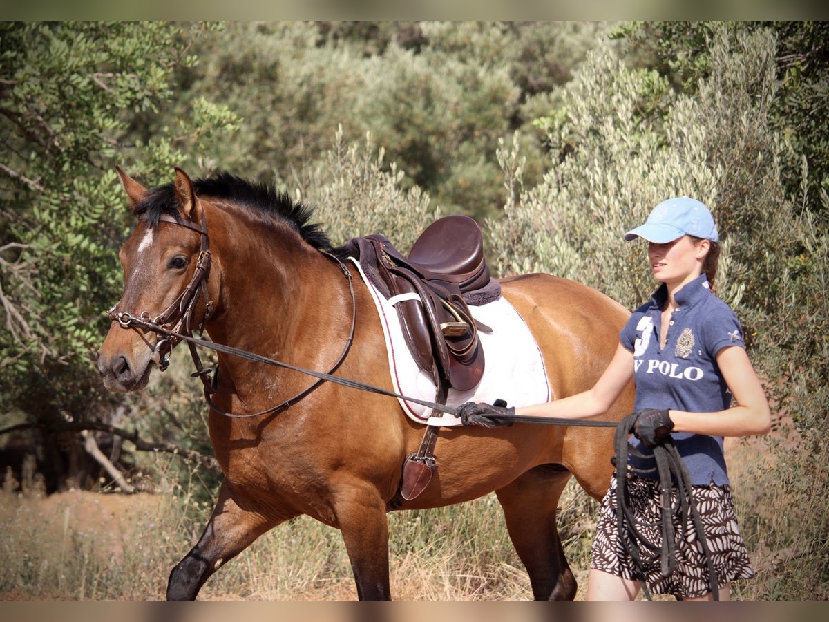 PRE Jument 5 Ans 160 cm Bai in Valencia