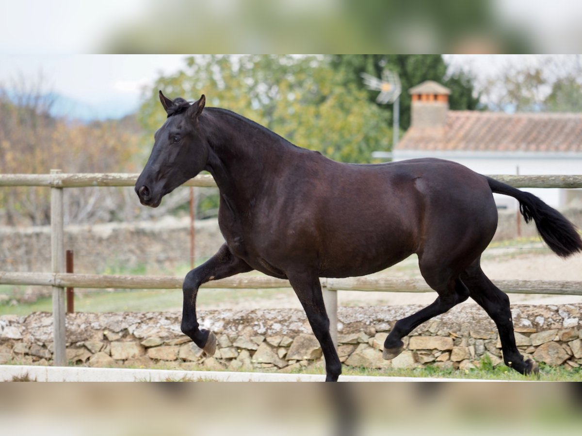 PRE Croisé Jument 5 Ans 160 cm Noir in NAVAS DEL MADRONO