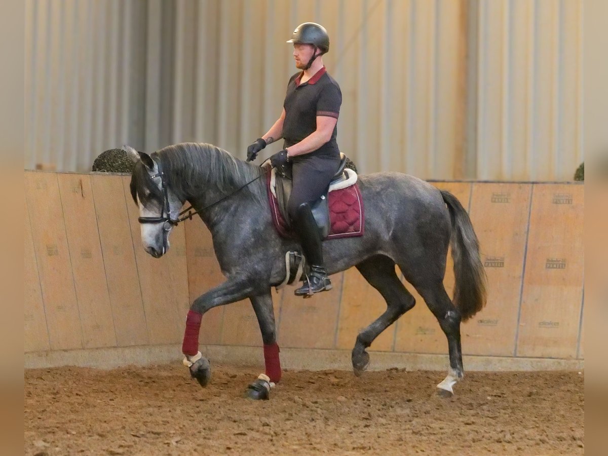 PRE Croisé Jument 5 Ans 160 cm Rouan bleu in Neustadt (Wied)
