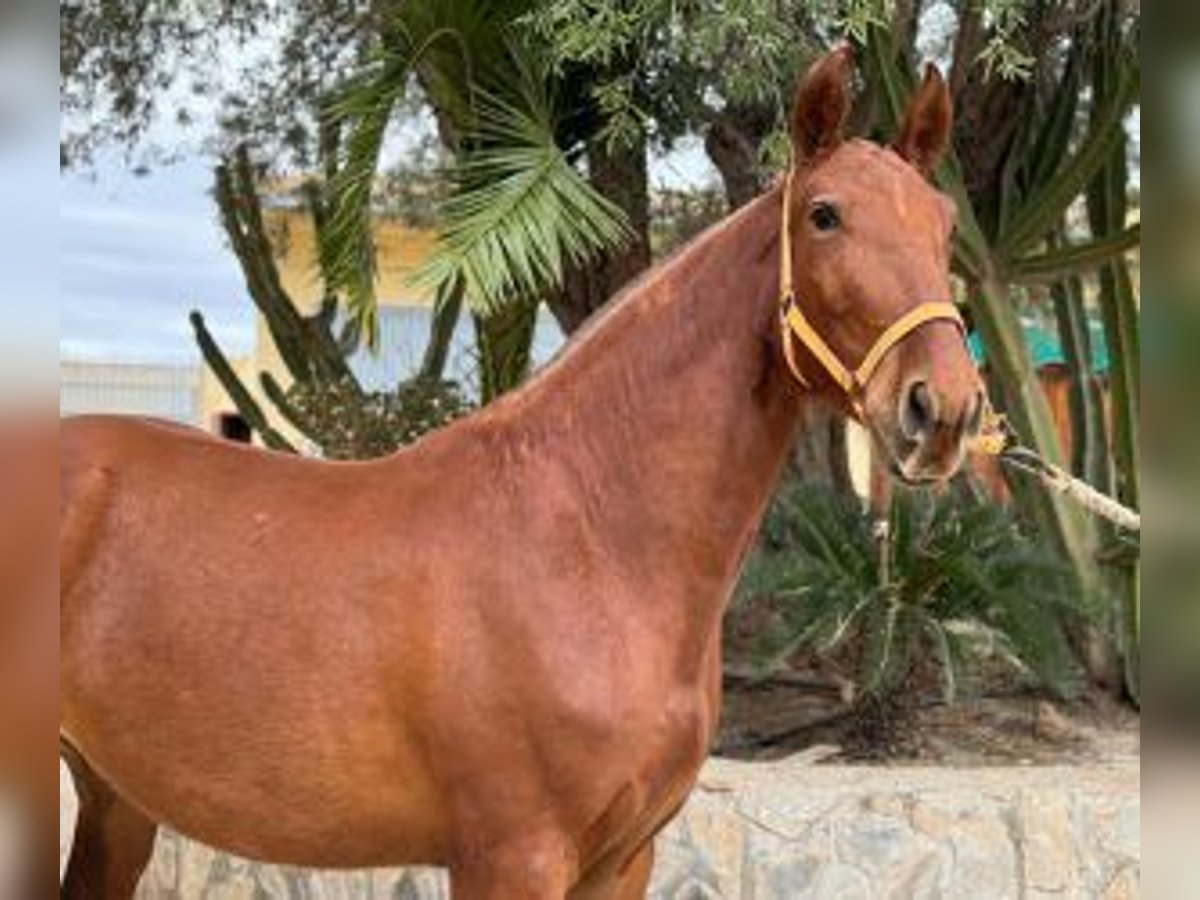 PRE Croisé Jument 5 Ans 161 cm Alezan brûlé in ALICANTE