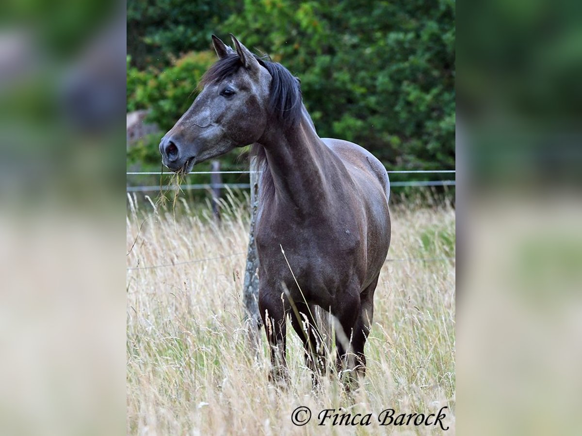 PRE Jument 5 Ans 162 cm Gris in Wiebelsheim