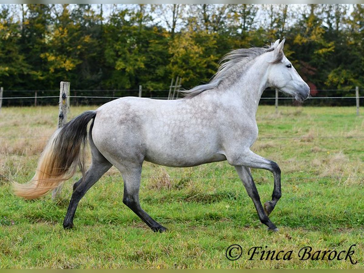 PRE Jument 5 Ans 162 cm Gris in Wiebelsheim