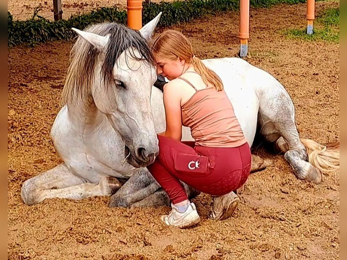 PRE Croisé Jument 5 Ans 163 cm Gris in Brandis