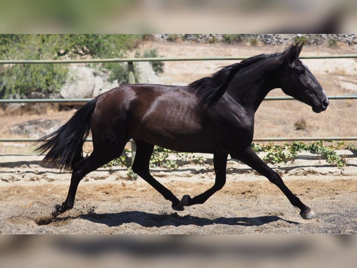 PRE Croisé Jument 5 Ans 164 cm Noir in NAVAS DEL MADRONO