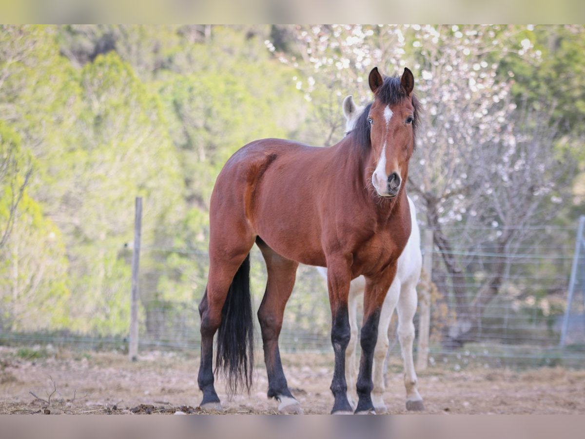 PRE Jument 5 Ans 168 cm Bai brun in Alcoi/Alcoy