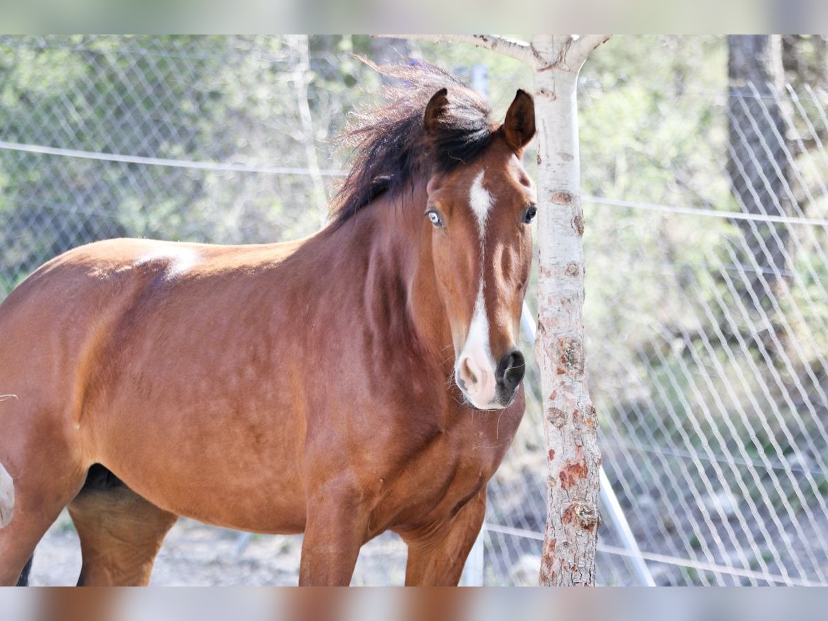 PRE Croisé Jument 5 Ans 168 cm Bai cerise in Alcoi/Alcoy