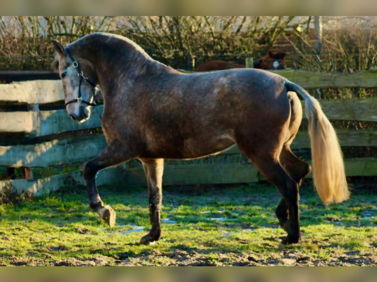 PRE Croisé Jument 5 Ans 171 cm Gris (bai-dun) in Polenz