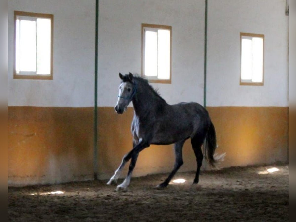 PRE Jument 5 Ans 174 cm Gris in Cádiz