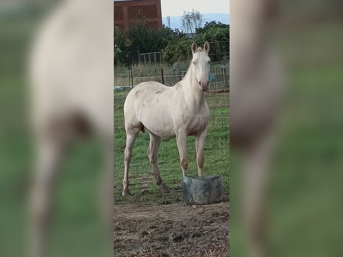 PRE Croisé Jument 5 Ans Perle in Moraleja