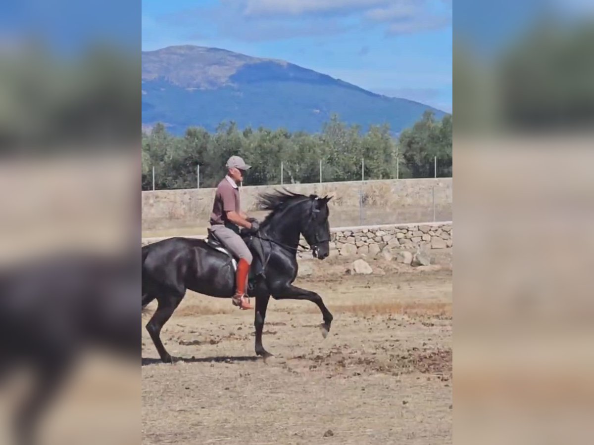 PRE Jument 6 Ans 155 cm Noir in Higuera De Las Dueñas