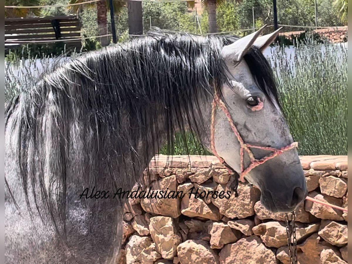 PRE Croisé Jument 6 Ans 162 cm Gris in Sevilla