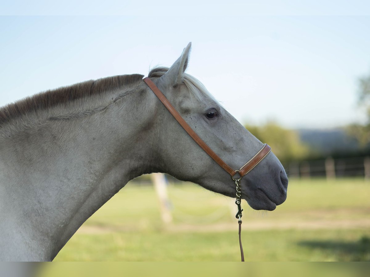 PRE Croisé Jument 6 Ans 162 cm Perle in Loye sur Arnon