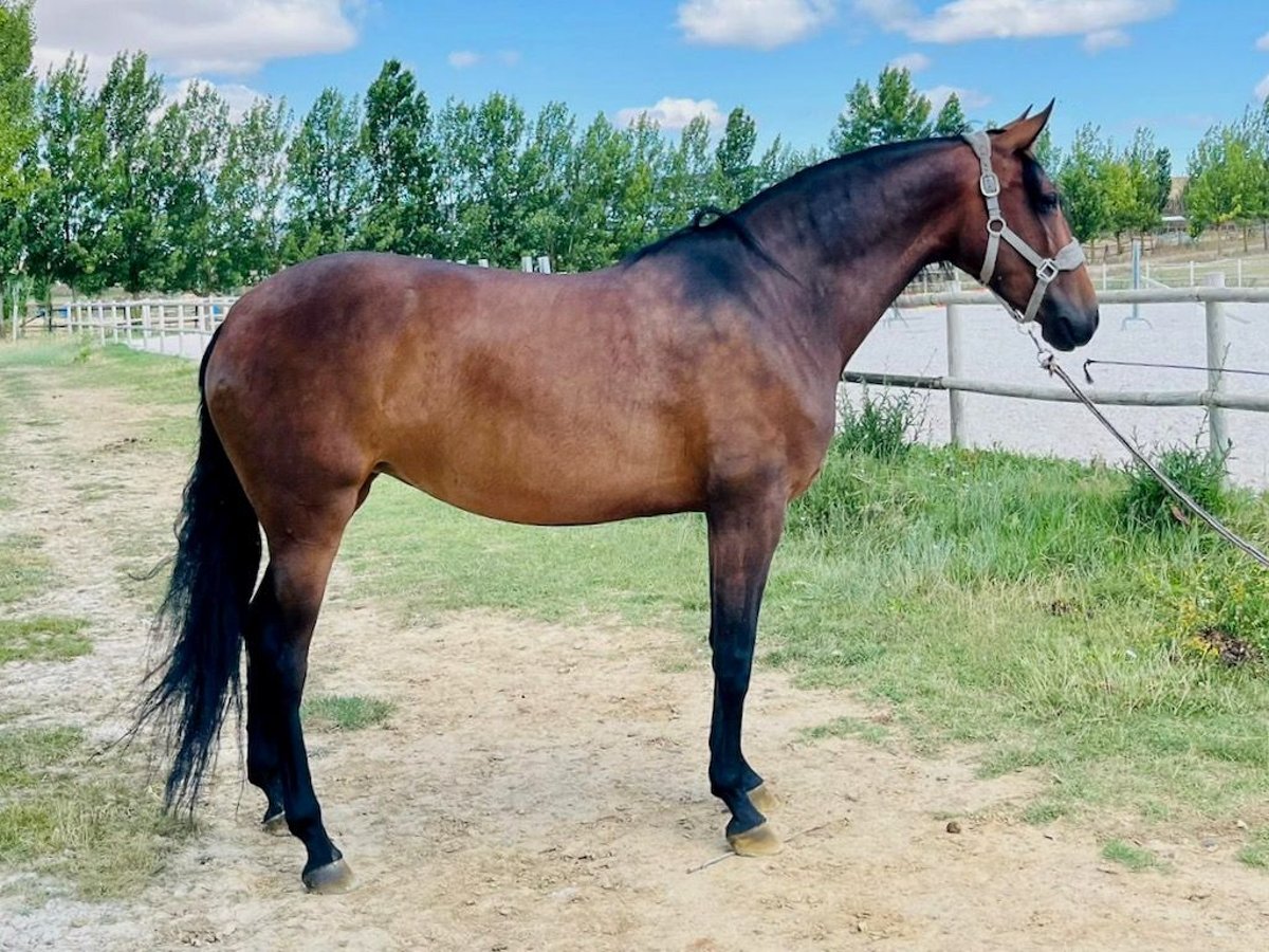 PRE Croisé Jument 6 Ans 164 cm Bai cerise in NAVAS DEL MADRONO