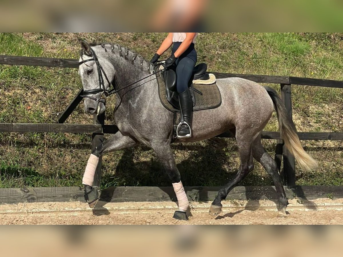 PRE Croisé Jument 6 Ans 164 cm Gris in NAVAS DEL MADRONO