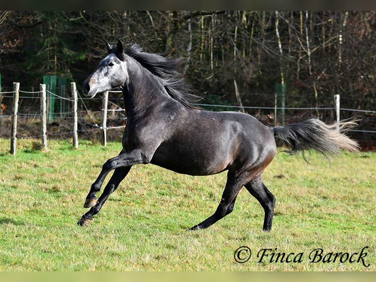 PRE Croisé Jument 6 Ans 165 cm Gris in Wiebelsheim