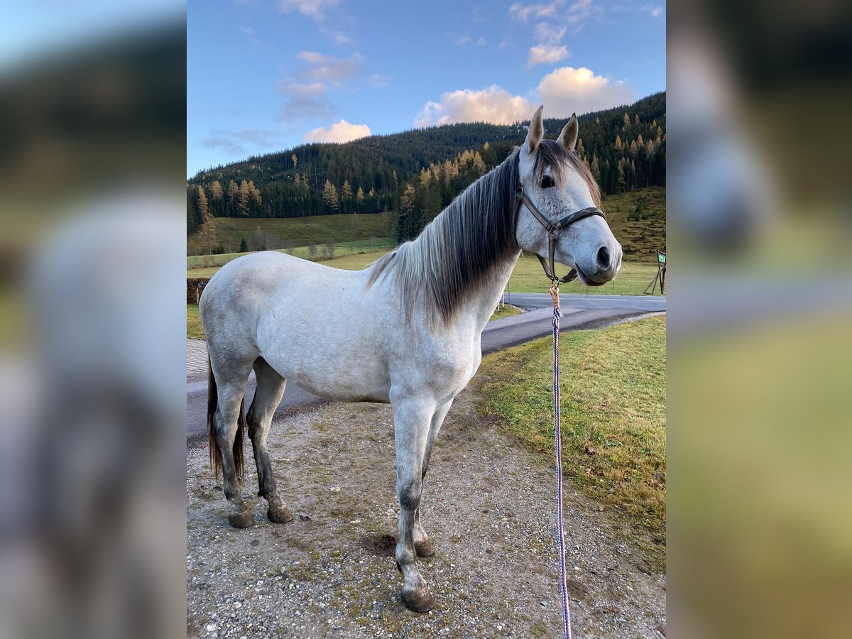 PRE Croisé Jument 6 Ans 168 cm Gris in Filzmoos
