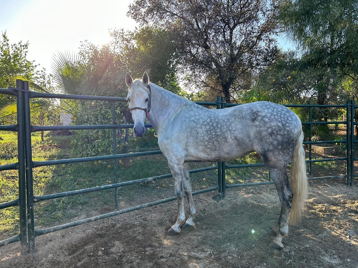 PRE Jument 6 Ans 170 cm Gris in La Viñuela