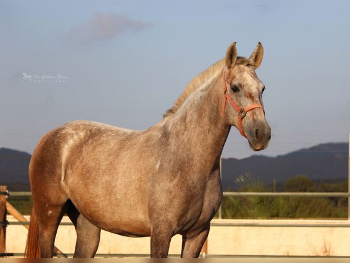 PRE Croisé Jument 7 Ans 157 cm Gris in Listowel