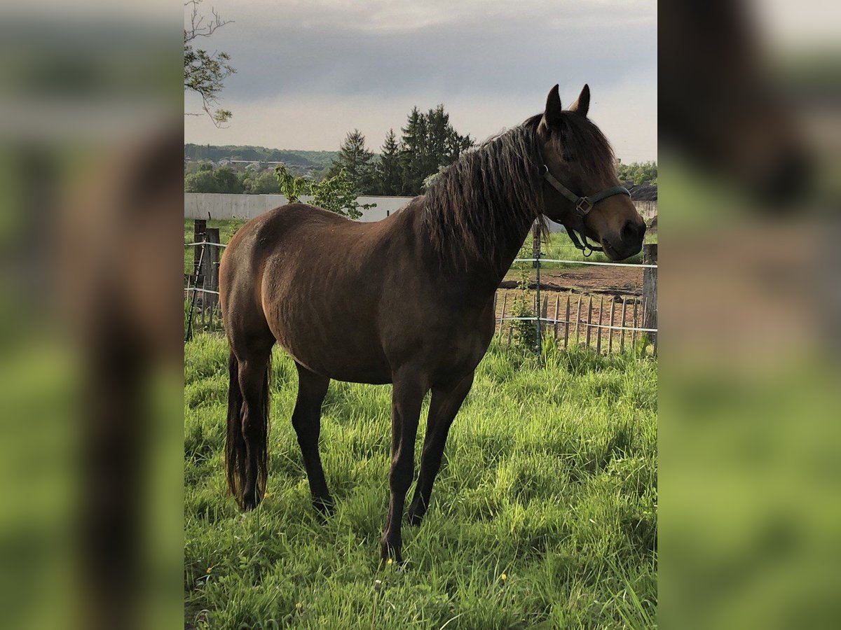 PRE Croisé Jument 7 Ans 158 cm Isabelle in Bettange