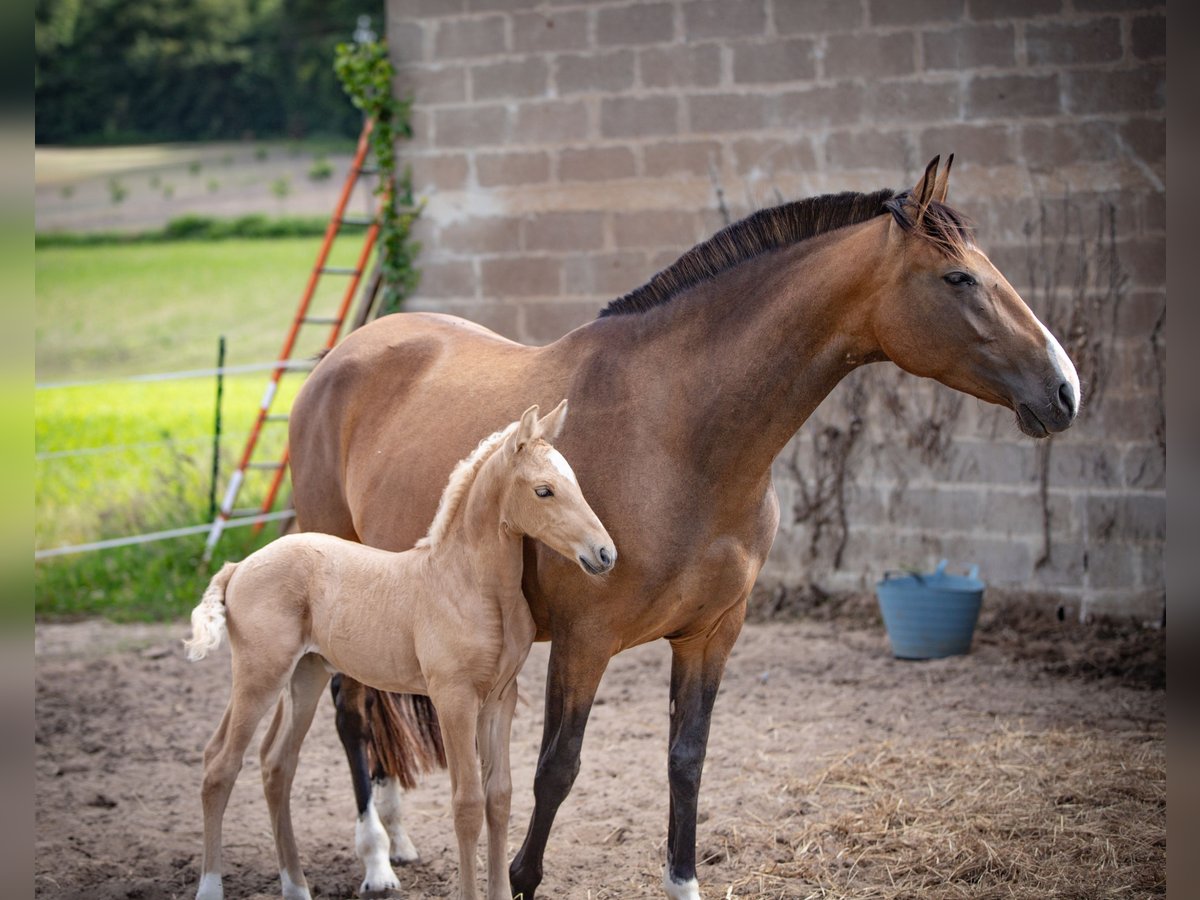 PRE Croisé Jument 7 Ans 158 cm Isabelle in &#xC9;commoy