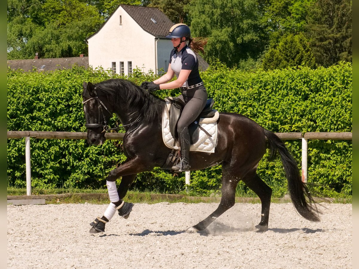 PRE Croisé Jument 7 Ans 162 cm Noir in Neustadt (Wied)