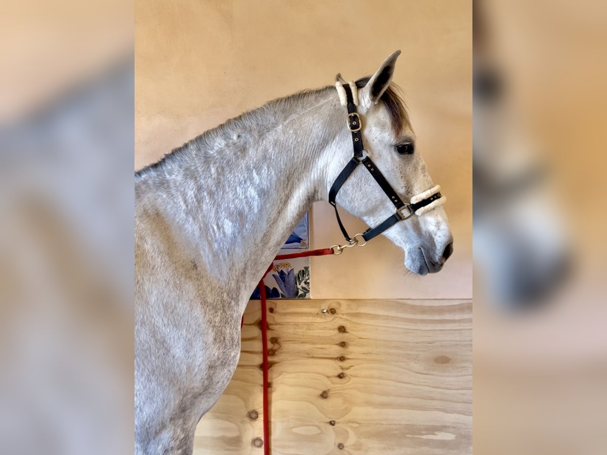 PRE Jument 7 Ans 166 cm Gris in Manacor