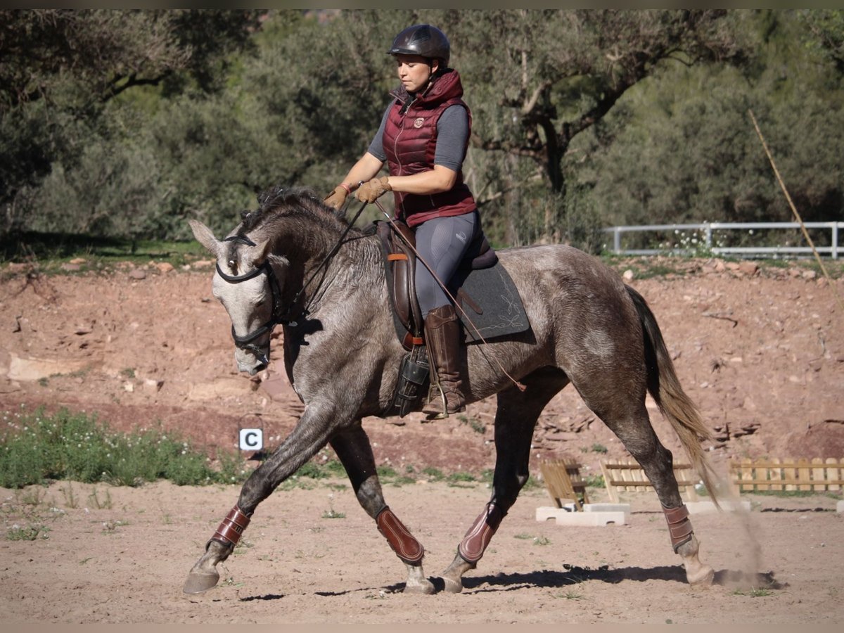 PRE Croisé Jument 7 Ans 166 cm Rouan bleu in Valencia