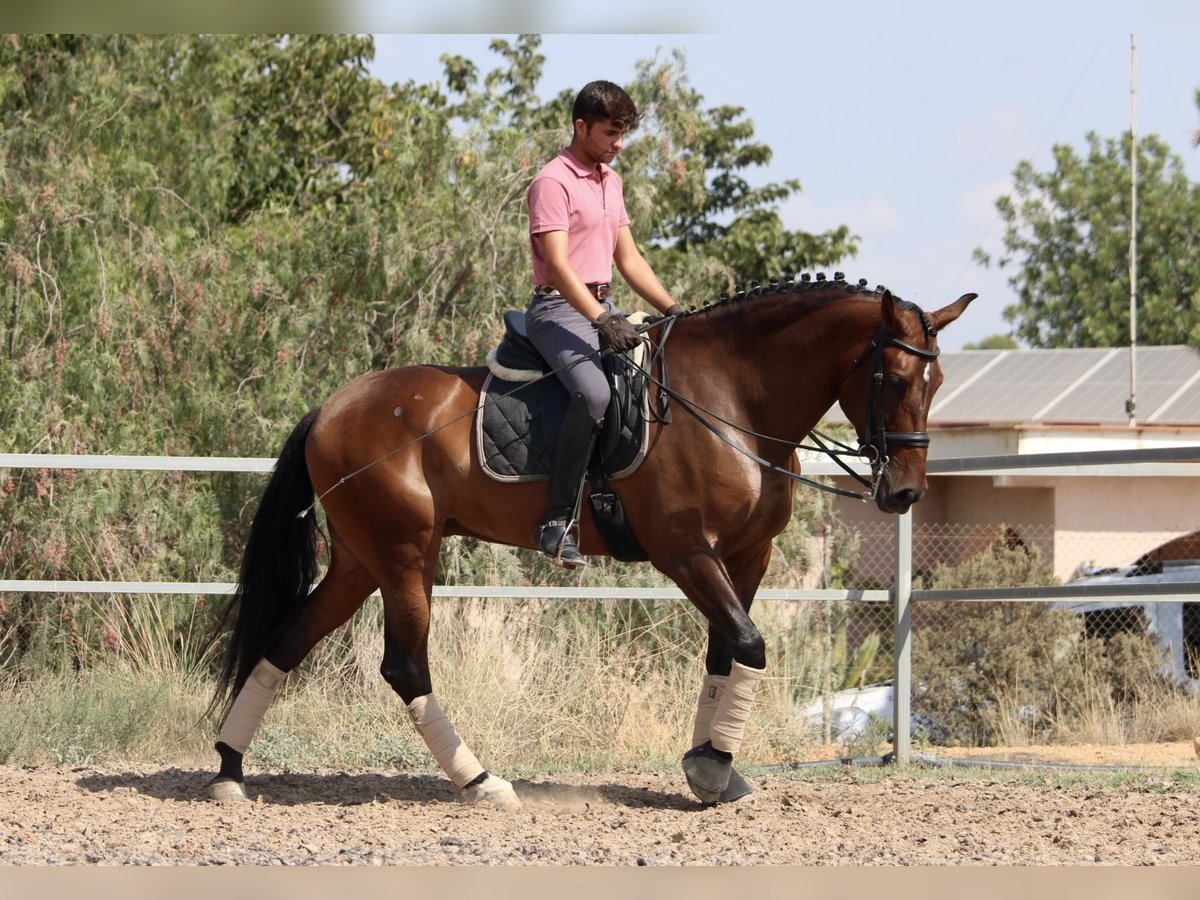 PRE Croisé Jument 7 Ans 168 cm Bai brun in Valencia