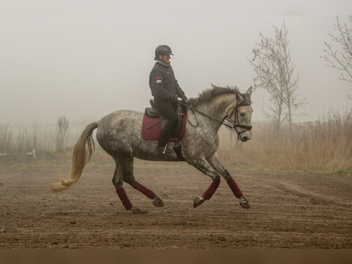 PRE Croisé Jument 7 Ans 170 cm Gris in Wremen