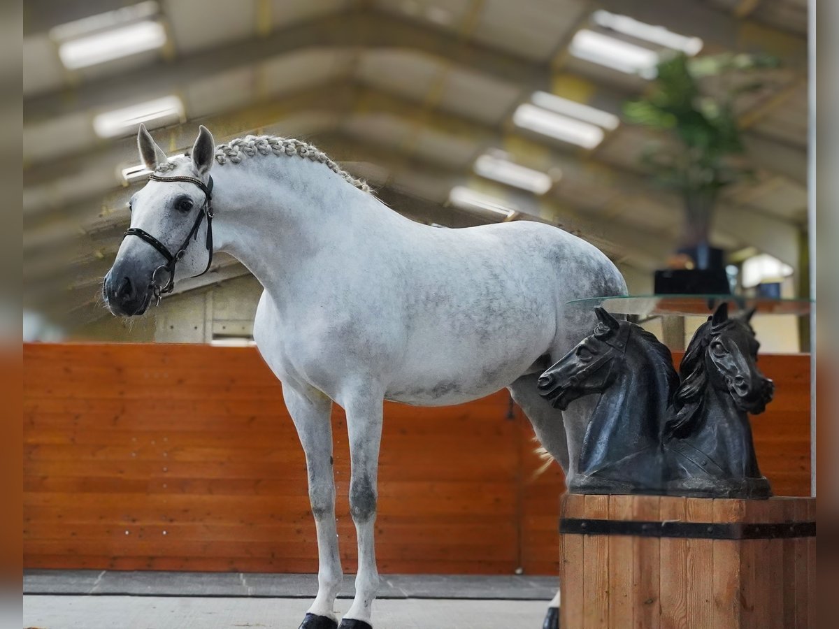 PRE Croisé Jument 7 Ans 172 cm Gris in HEUVELLAND