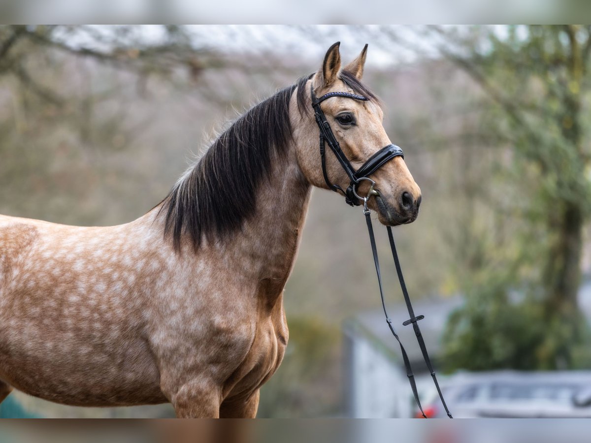 PRE Croisé Jument 8 Ans 157 cm Buckskin in Windhagen