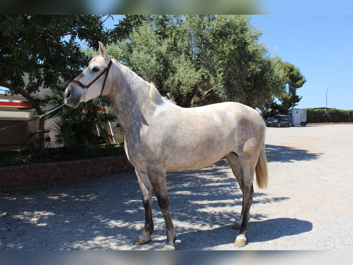 PRE Croisé Jument 8 Ans 157 cm Gris in Rafelguaraf