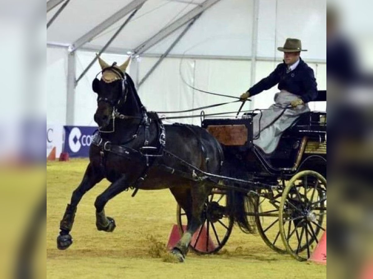 PRE Croisé Jument 8 Ans 159 cm Alezan brûlé in SEVILLA