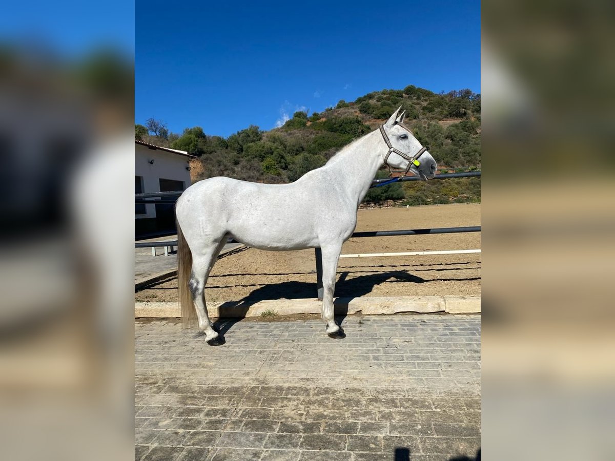 PRE Jument 8 Ans 160 cm Gris in Marbella