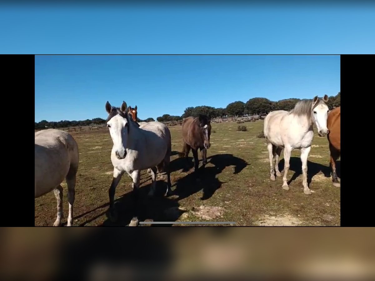 PRE Croisé Jument 8 Ans 162 cm Bai in Galaroza (Huelva)