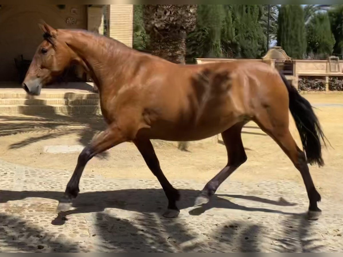 PRE Jument 8 Ans 165 cm Bai cerise in Fuentes De Andalucia