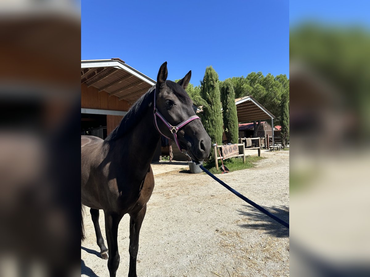 PRE Croisé Jument 9 Ans 158 cm Noir in Sant Esteve De Palautordera