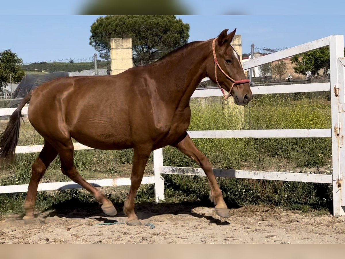 PRE Croisé Jument 9 Ans 163 cm Alezan in LeonLeon