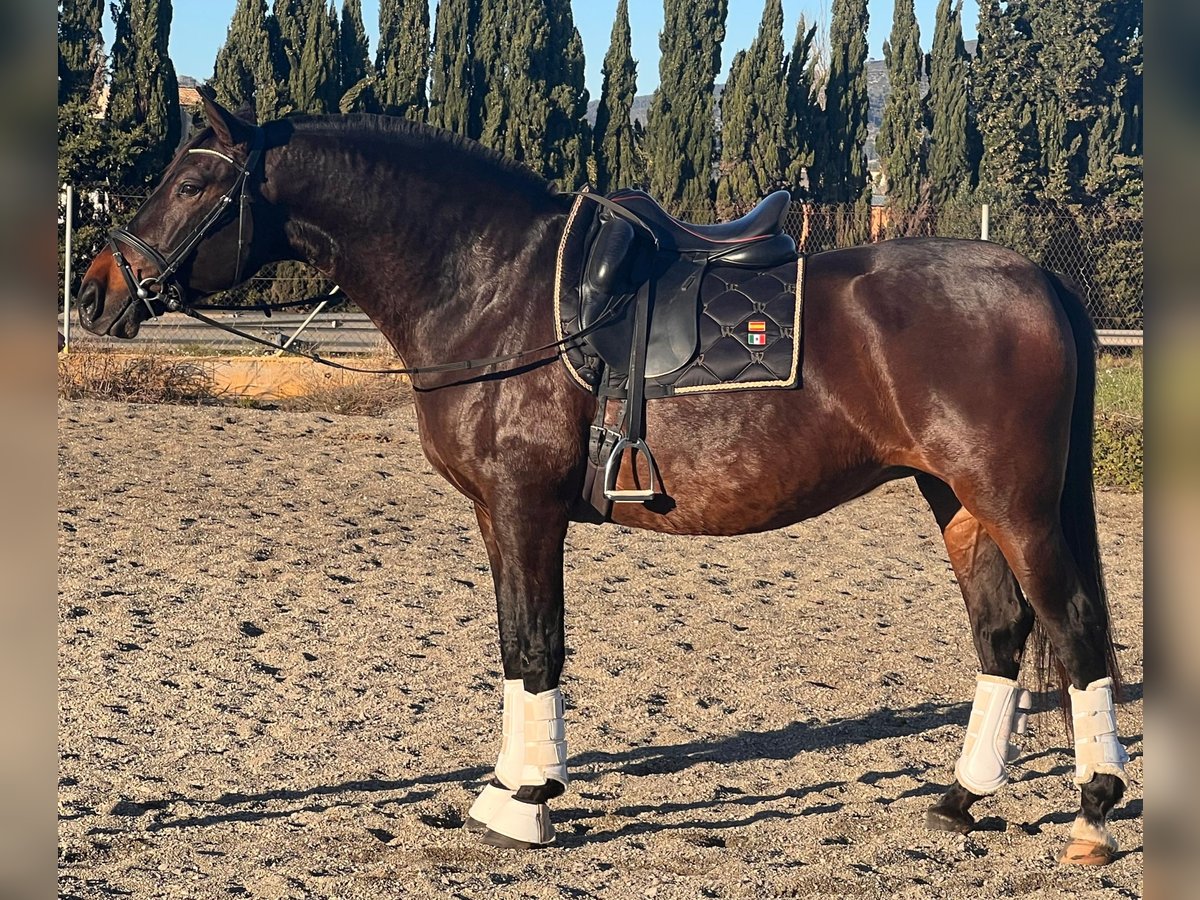 PRE Jument 9 Ans 164 cm Bai brun in Vilanova I La Geltru