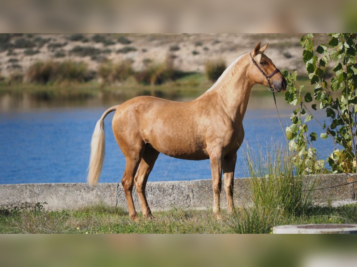 PRE Croisé Jument 9 Ans 166 cm Palomino in NAVAS DE MADRONO