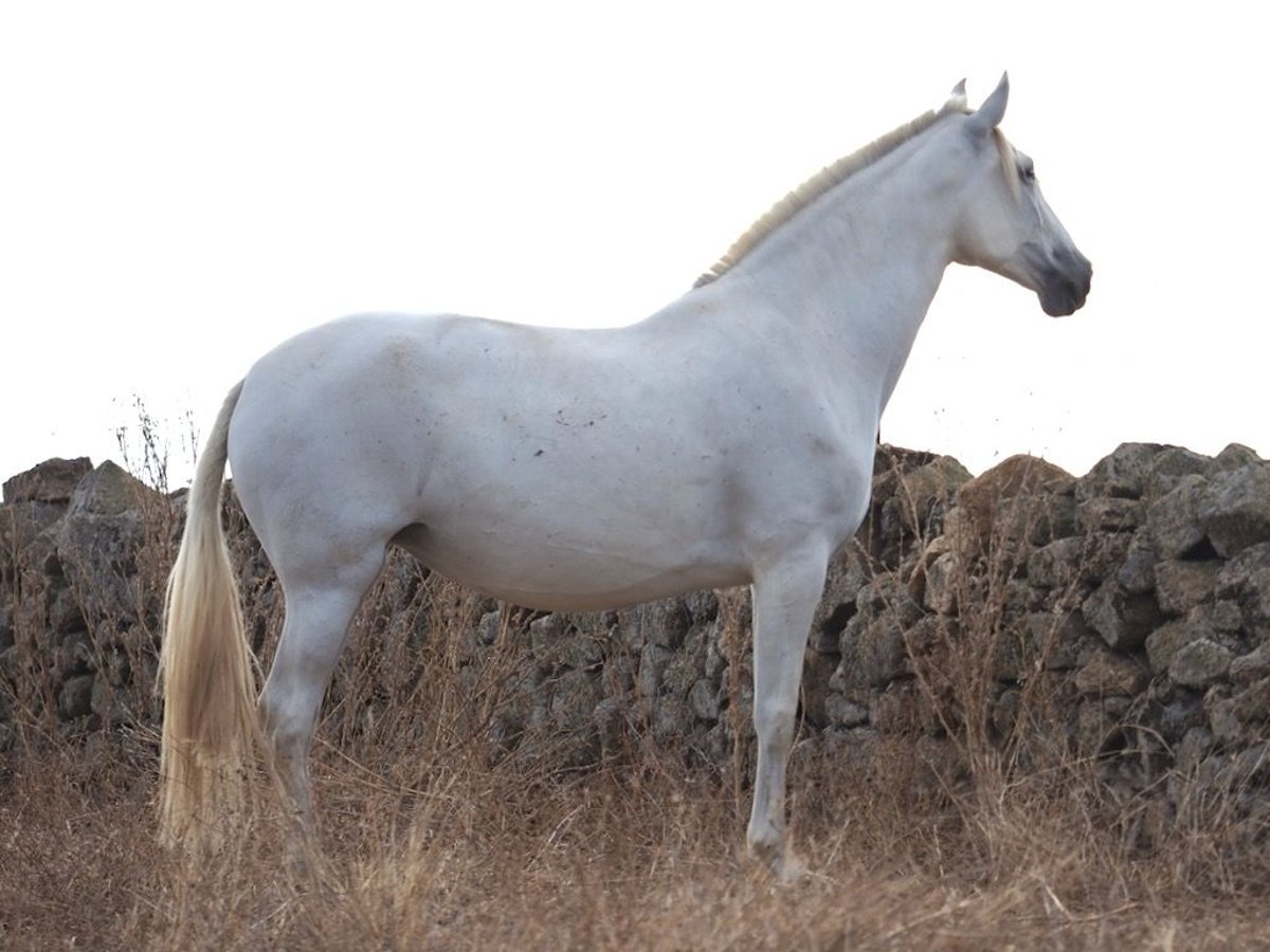 PRE Croisé Jument 9 Ans 169 cm Gris in Navas Del Madroño