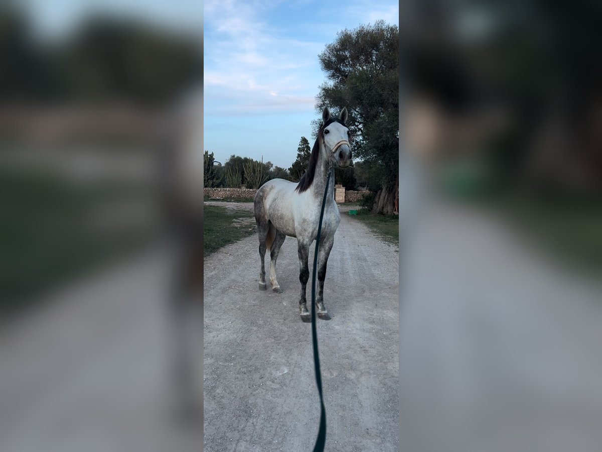 PRE Jument 9 Ans Gris in Llucmajor