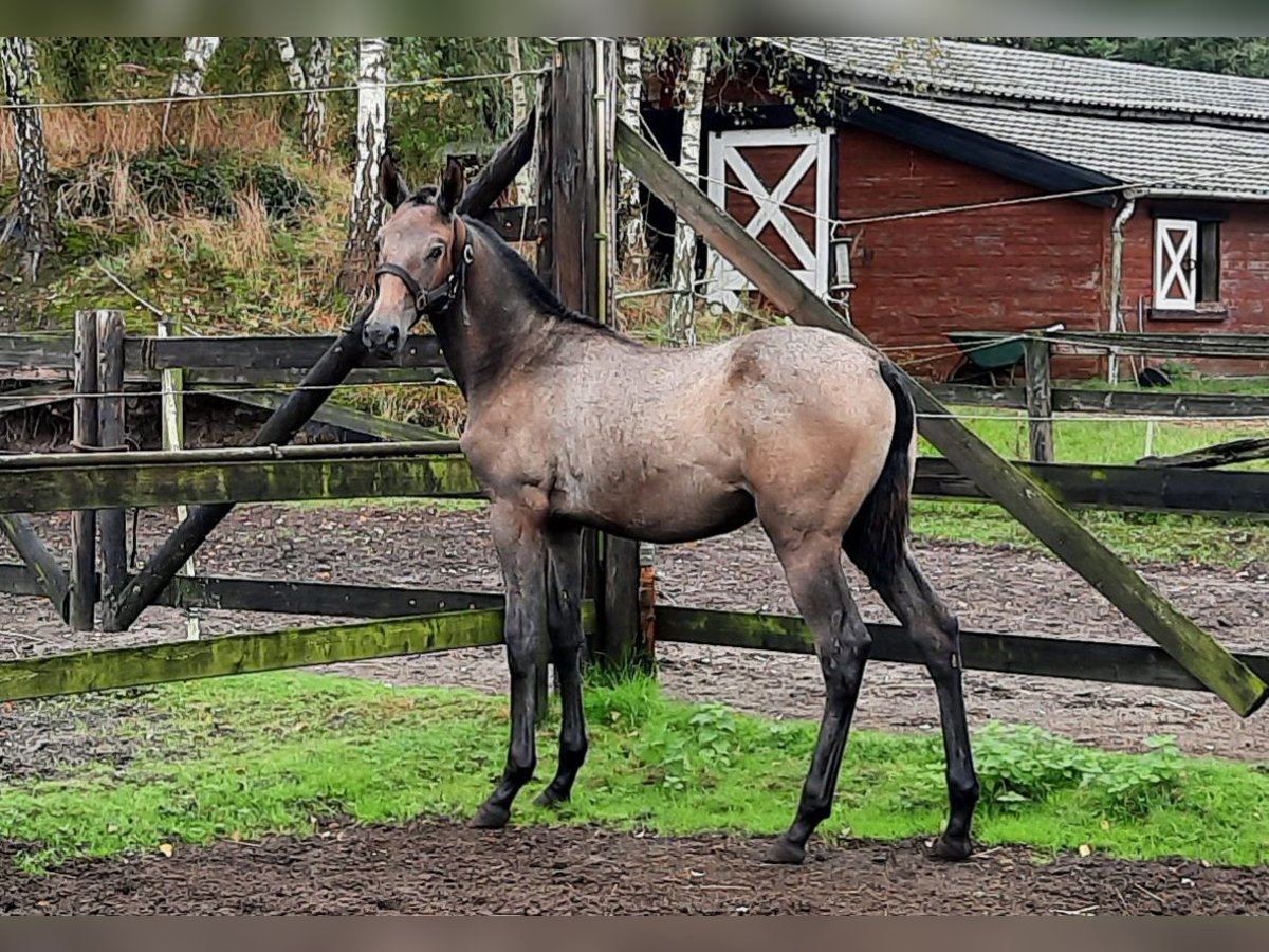 PRE Jument  140 cm Gris in Sint-Oedenrode