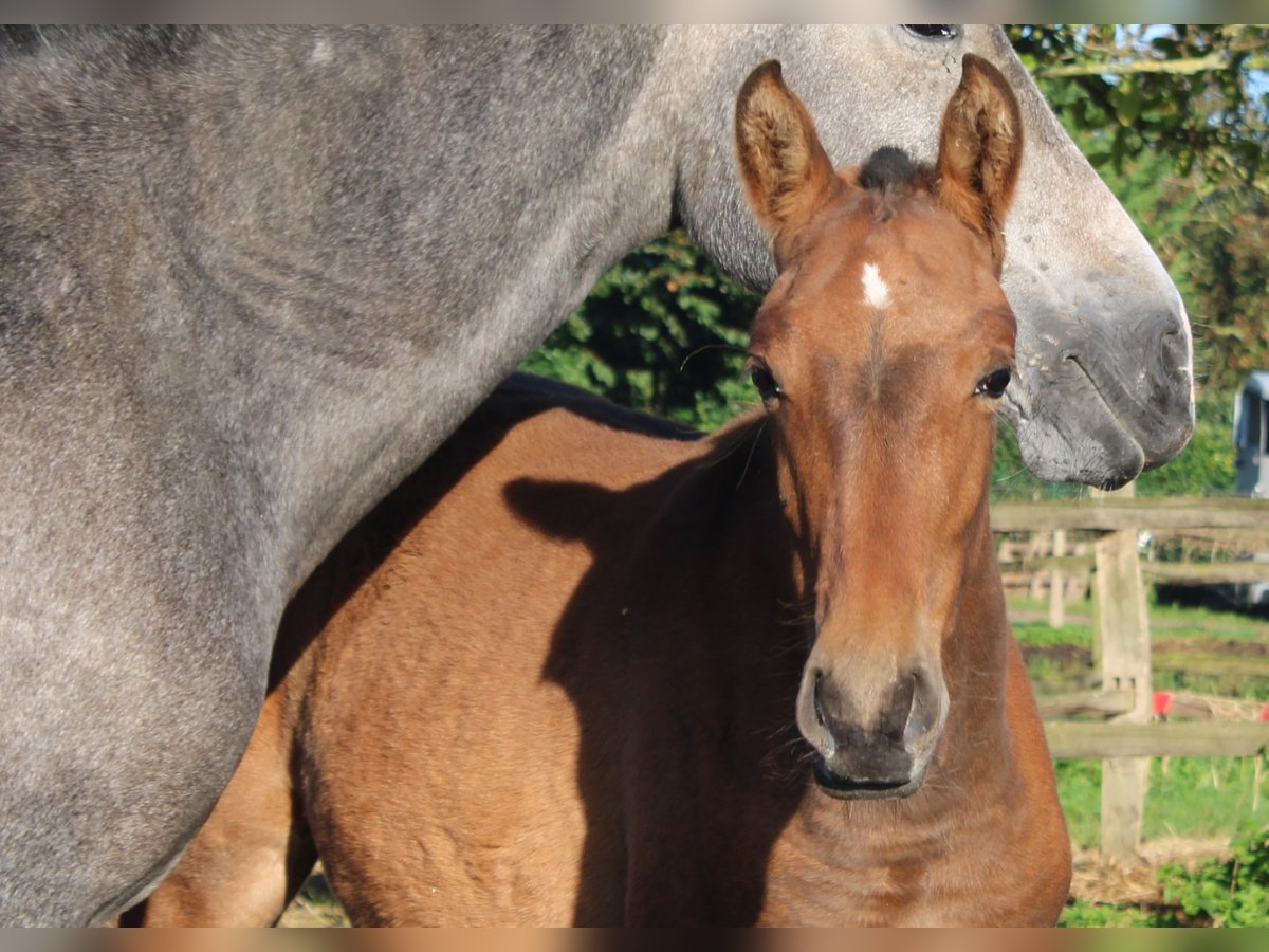 PRE Jument Poulain (01/2024) 165 cm Bai in Alveringem