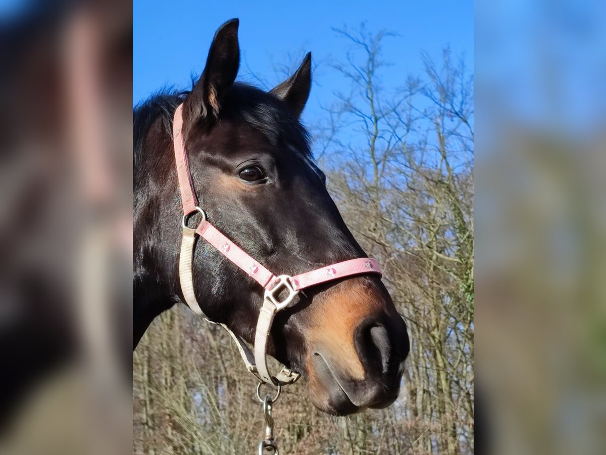 PRE Klacz 11 lat 158 cm Ciemnogniada in Warendorf