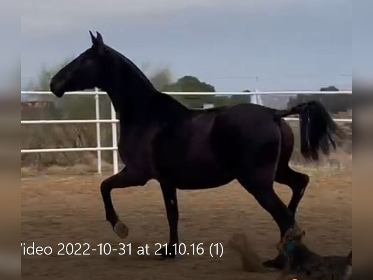 PRE Klacz 11 lat 168 cm Kara in Navalvillar De Pela
