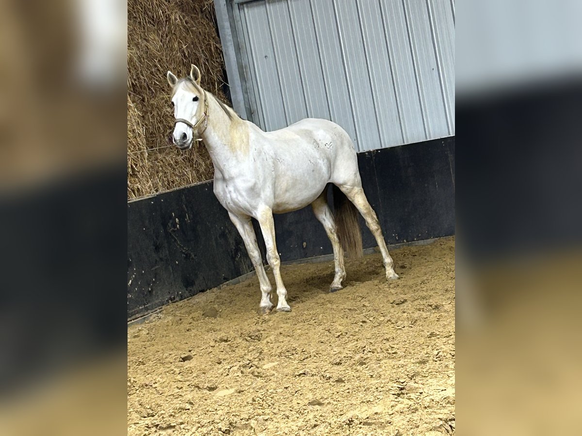 PRE Klacz 12 lat 160 cm Siwa in Leerne