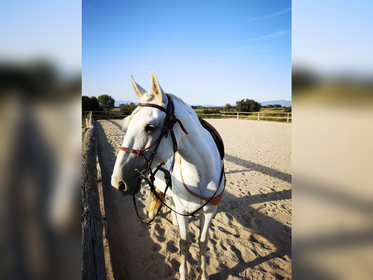 PRE Klacz 13 lat 163 cm Siwa jabłkowita in Empuriabrava
